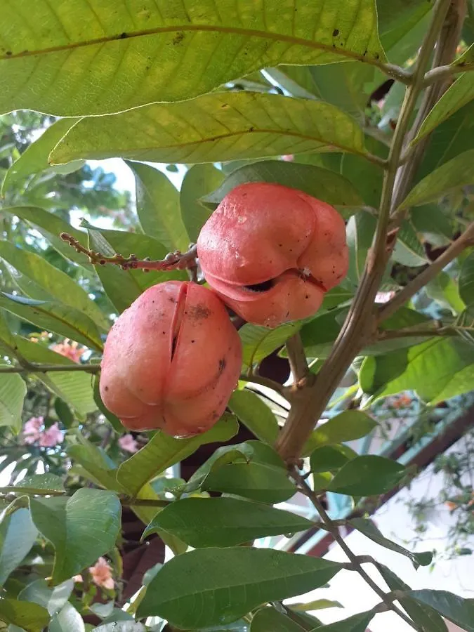 فندق Ltu Garden نيغريل جامايكا