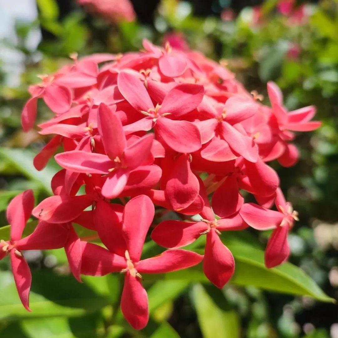 فندق Ltu Garden نيغريل 3*,  جامايكا